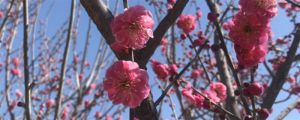 梅花什么時(shí)候開，哪種梅花能一年開兩次