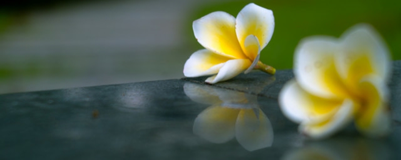 陽臺(tái)如何養(yǎng)雞蛋花，需要注意什么