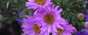 陽臺如何養(yǎng)荷蘭菊，需要注意什么
