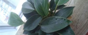 怎樣使金鉆葉子豎起來，葉子下垂怎樣補(bǔ)救