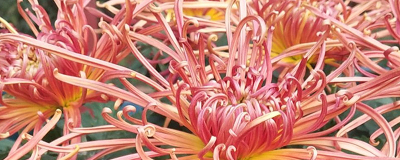 菊花不開(kāi)花的原因，怎么催花