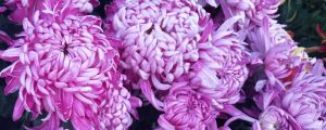 如何養(yǎng)菊花又矮又壯，菊花徒長(zhǎng)后需修剪嗎
