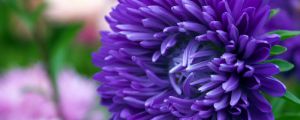 怎么養(yǎng)護菊花，菊花能養(yǎng)幾年