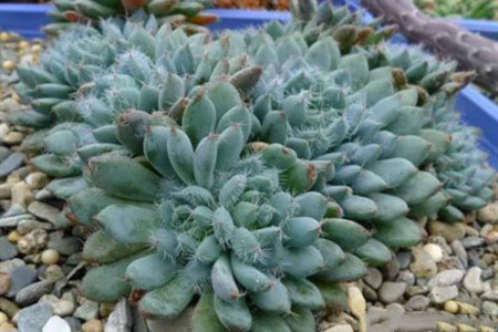 小藍(lán)衣