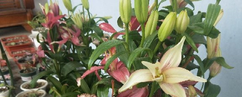 百合花種球怎么越養(yǎng)越大，百合對土壤有什么要求