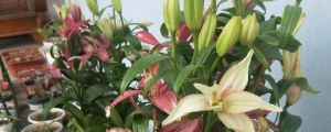 百合花種球怎么越養(yǎng)越大，百合對土壤有什么要求