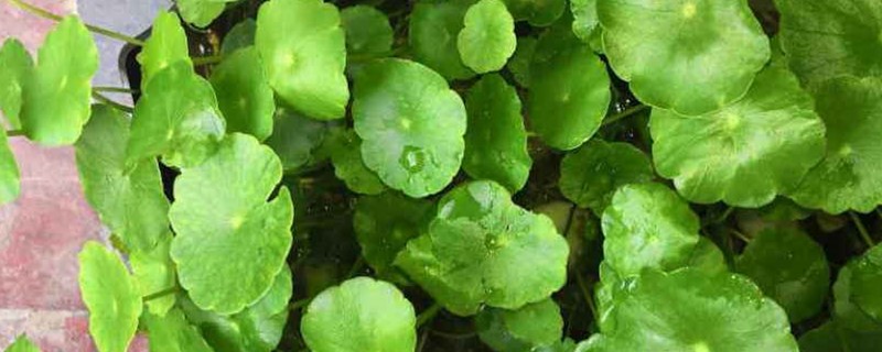 銅錢草怎么種，銅錢草圖片