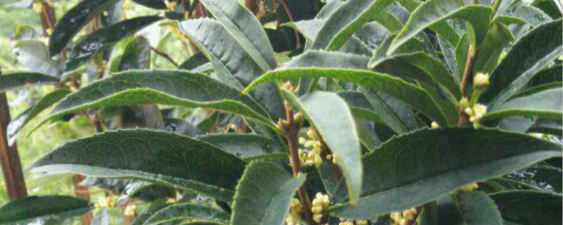 桂花樹(shù)苗怎么種植方法，桂花樹(shù)苗圖片