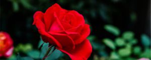 月季花怎么養(yǎng)，怎么修剪