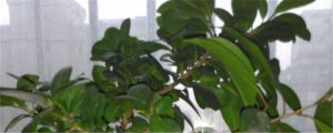 人參榕樹盆景怎么養(yǎng)，人參榕樹盆景圖片