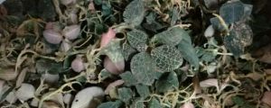 怎樣種植金線蓮，金線蓮圖片