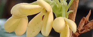桂花苗什么時(shí)候移栽好，新移栽桂花苗怎么澆水