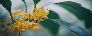 桂花樹怎么養(yǎng)才長得好，桂花樹圖片
