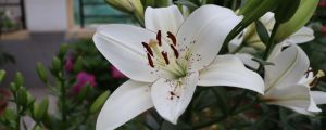 百合花長太高怎么處理，百合徒長能導(dǎo)致不開花嗎