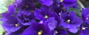 紫羅蘭怎么養(yǎng)，紫羅蘭的花語(yǔ)