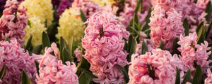 風(fēng)信子的養(yǎng)殖方法，風(fēng)信子花圖片