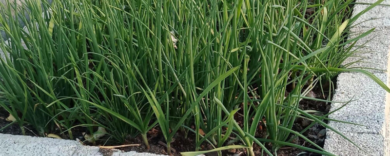 大蒜怎么種植，大蒜批發(fā)價(jià)格