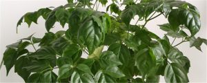 幸福樹適合什么時(shí)候種，什么時(shí)候修剪