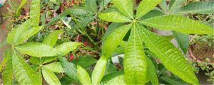 發(fā)財樹怎樣修剪出分枝，發(fā)財樹剪枝后如何處理