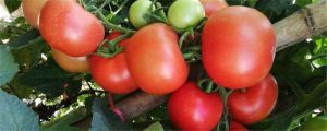 西紅柿種植方法，西紅柿價(jià)格