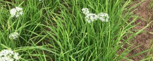 韭菜怎么種，韭菜種植技術(shù)