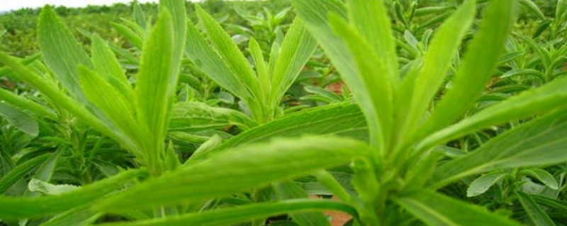 甜葉菊的養(yǎng)殖方法和注意事項