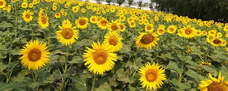 向日葵怎么養(yǎng)，向日葵什么時(shí)候種