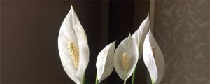 一帆風(fēng)順適合深盆還是淺盆，一帆風(fēng)順花適合什么盆