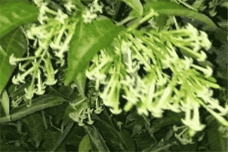 夜來(lái)香