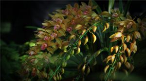 蘭花開(kāi)花預(yù)示著什么