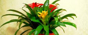 紅運(yùn)當(dāng)頭花的養(yǎng)殖方法和注意事項