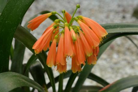 多細(xì)胞植物