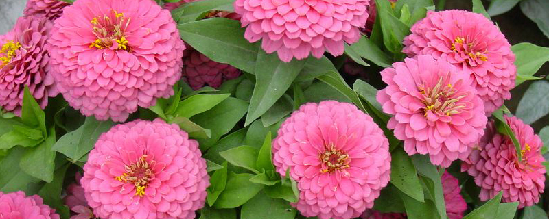 室內養(yǎng)花的技巧和施肥技巧