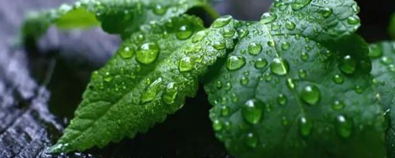 養(yǎng)花的各種術語