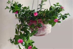 牡丹吊蘭什么時(shí)候開花
