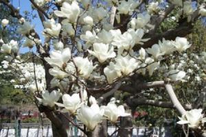 白蘭花可以種在庭院?jiǎn)?></a><p class=