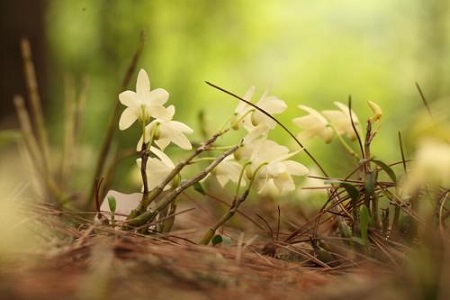 美麗的霍山石斛