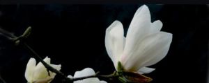 辛夷花和玉蘭花的區(qū)別