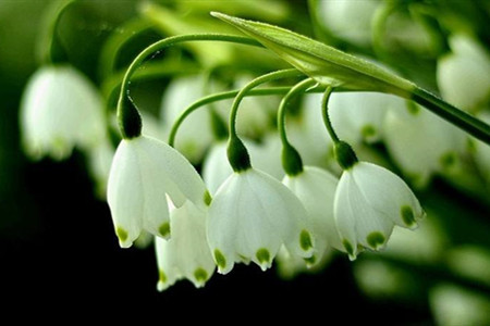 雪滴花