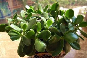厚臉皮植物可以在室內(nèi)養(yǎng)嗎？