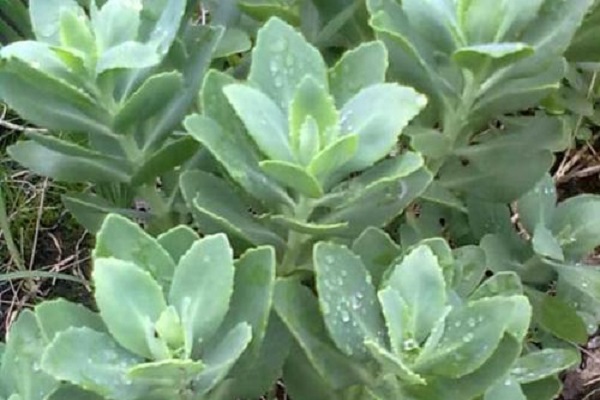 厚臉皮植物會影響風水嗎？