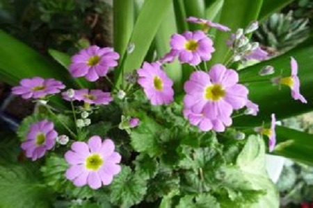 櫻草花