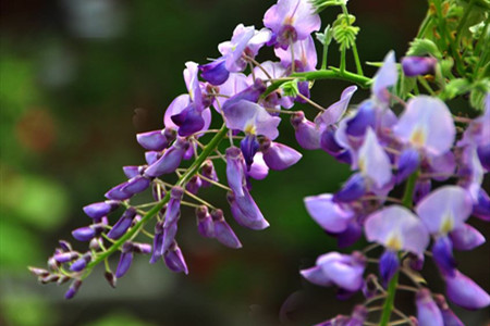 葛花