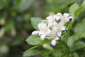 臥室放花只能放它，別的花趕緊拿走，省的跟你爭(zhēng)氧氣！