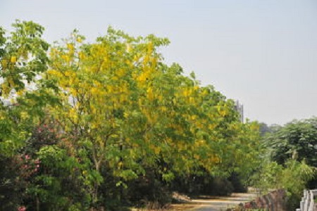 臘腸樹(shù)
