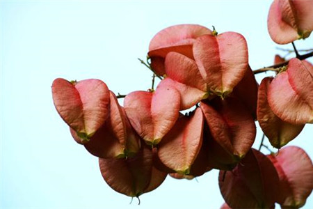 欒樹(shù)