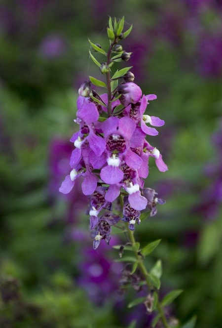 手參開(kāi)花