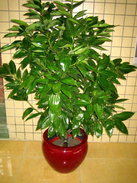 平安樹(shù)盆栽