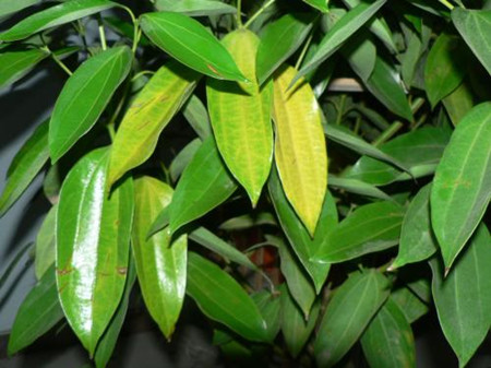 平安樹(shù)的葉片