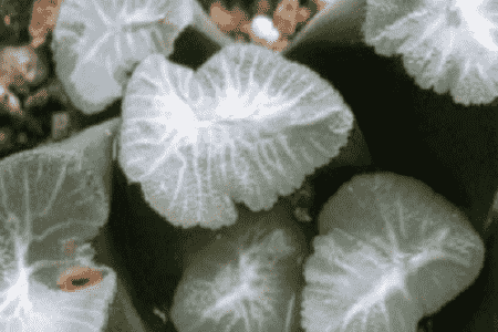 萬(wàn)象